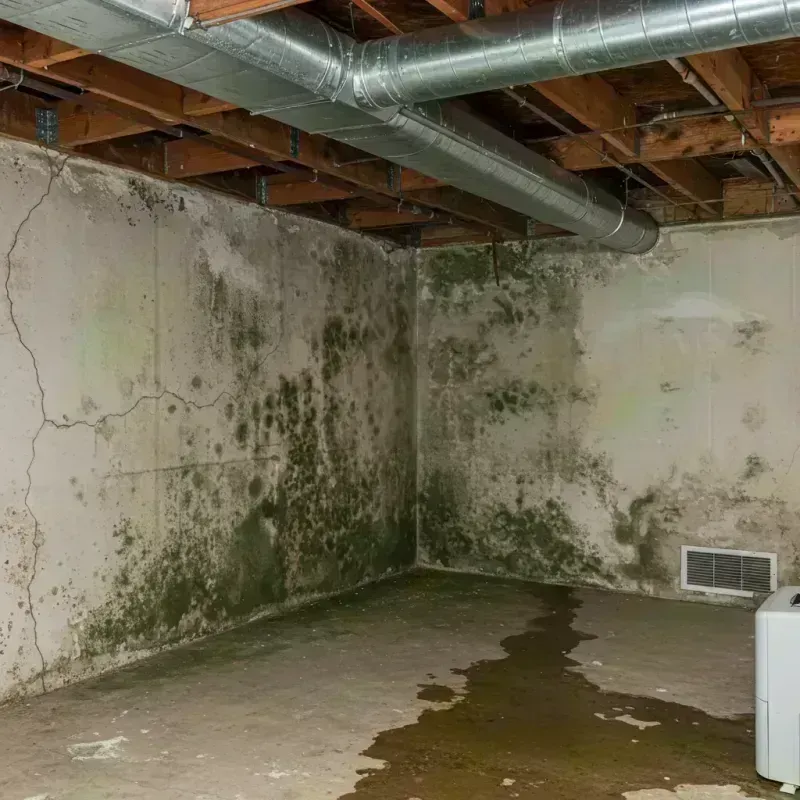 Professional Mold Removal in Kirkwood, MO